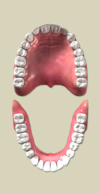 Схема зубов